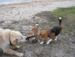 Mees, Keiko en Luna